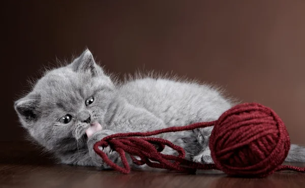 Británico pelo corto Gatito y bola de hilo — Foto de Stock