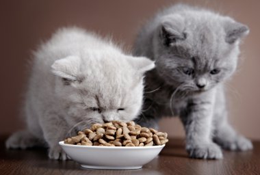 kedi maması ile kase ve iki yavru kedi
