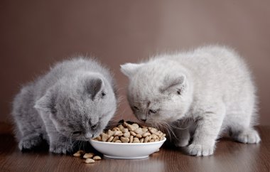 kedi maması ile kase ve iki yavru kedi