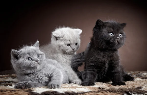 Drei britische Kätzchen mit kurzen Haaren — Stockfoto