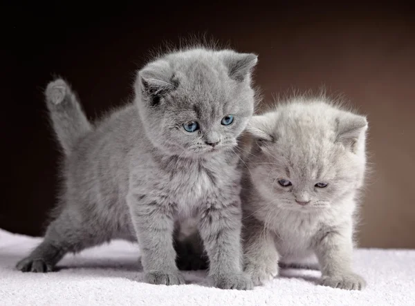 Twee Britse kort haar kittens — Stockfoto