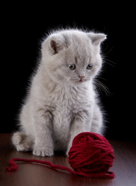 İngiliz kısa saç yavru kedi ve yumağı — Stok fotoğraf