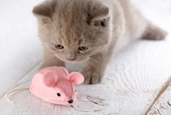 Kattunge och rosa mus — Stockfoto