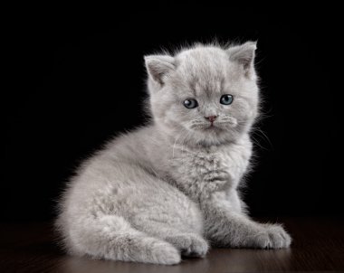 İngiliz kısa saç kitten beş hafta yaşlı