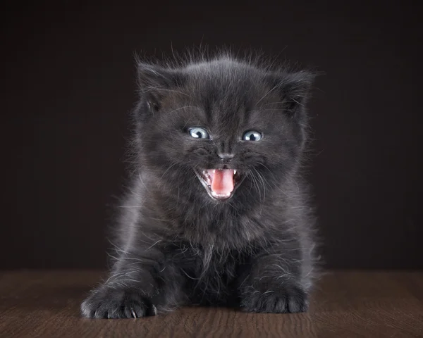 Siyah İngiliz kısa saç yavru kedi — Stok fotoğraf