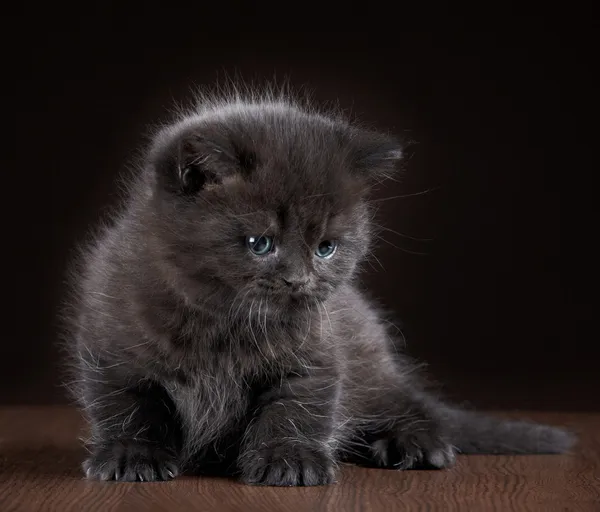 Negro británico pelo corto gatito —  Fotos de Stock