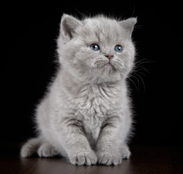 Britannico capelli corti gattino di cinque settimane — Foto Stock