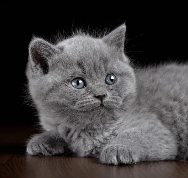 Británico pelo corto gatito cinco semanas de edad — Foto de Stock