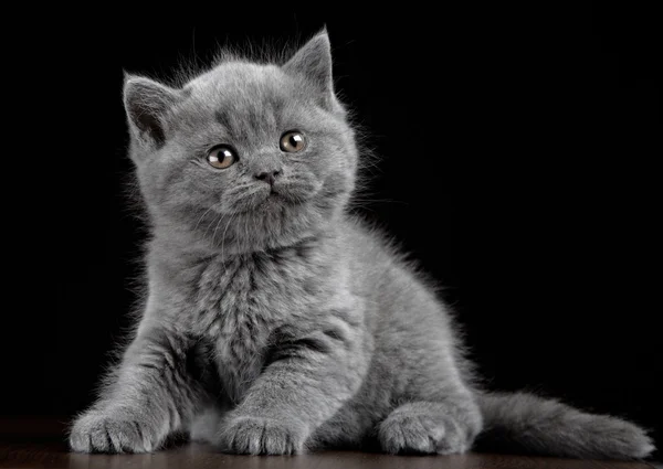 Británico pelo corto gatito cinco semanas de edad — Foto de Stock