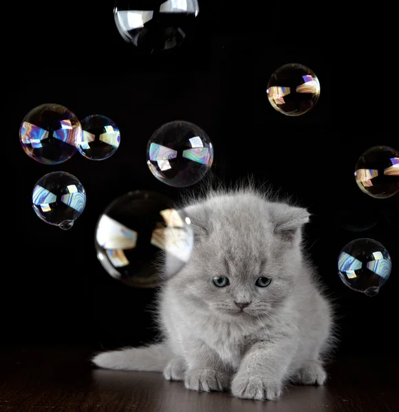 Gatinho e bolhas de sabão — Fotografia de Stock