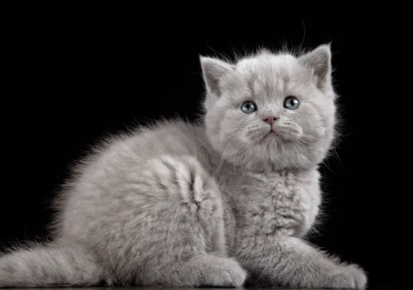 Britânico gatinho cabelo curto cinco semanas de idade — Fotografia de Stock