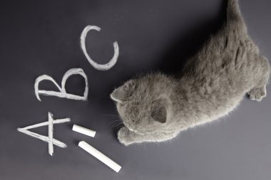 yavru kedi harfleri öğren