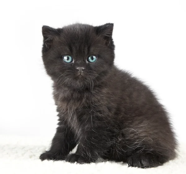 Preto britânico curto cabelo gatinho — Fotografia de Stock