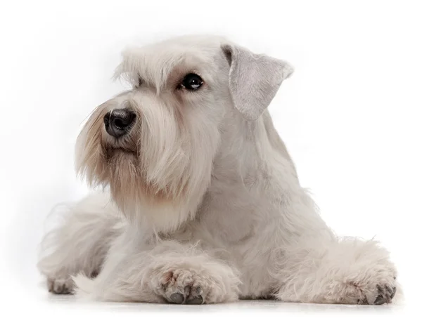 Bianco in miniatura schnauzer cucciolo — Foto Stock