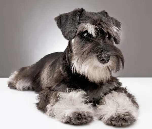 Miniatura schnauzer filhote de cachorro cinco meses de idade — Fotografia de Stock