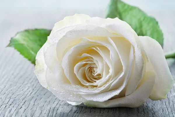 Красивая белая роза — стоковое фото