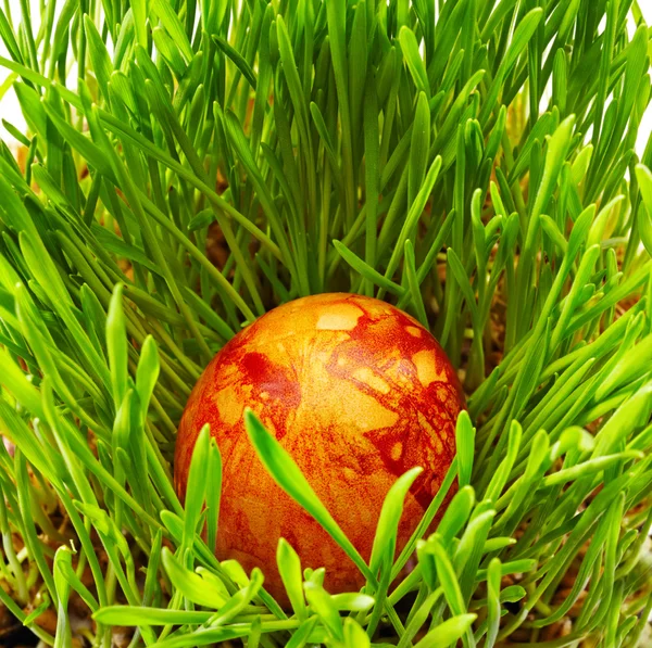 Uova di Pasqua colorate con buccia di cipolla — Foto Stock