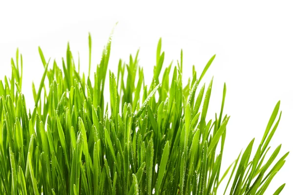 Erba verde umida — Foto Stock