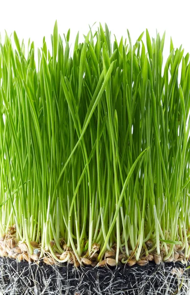 Vers groen gras — Stockfoto