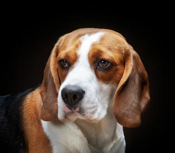 Porträtt av beagle hund — Stockfoto