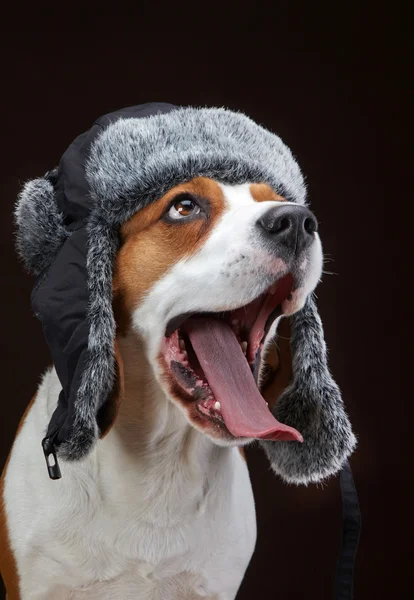 Portrait de chien beagle — Photo