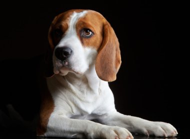 Genç köpek beagle portresi