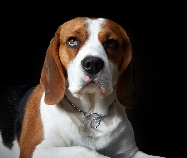 Porträt des jungen Hundebeagle — Stockfoto