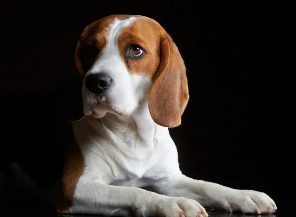 Porträt des jungen Hundebeagle — Stockfoto