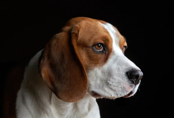 年轻的狗比格犬的肖像 — 图库照片