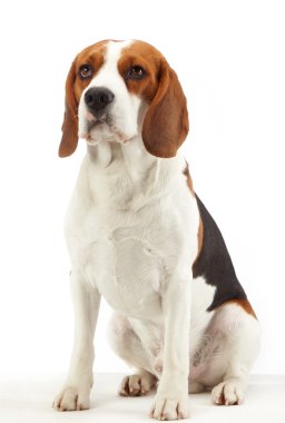 Oturan Beagle köpeği