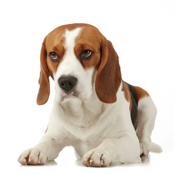 Beagle dog — Stock Photo, Image