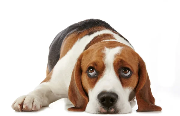 Perro Beagle — Foto de Stock