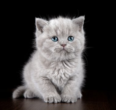 İngiliz Kısa Saçlı Kedicik