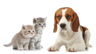 Beagle köpek
