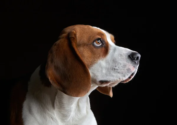 Portret młodego beagle pies — Zdjęcie stockowe