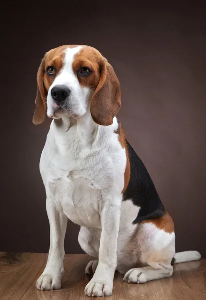 Portret młodego beagle pies — Zdjęcie stockowe