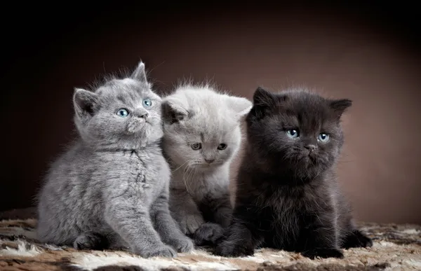 Três gatinhos britânicos de cabelo curto — Fotografia de Stock