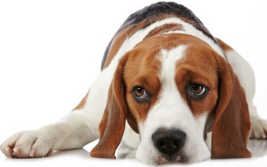 Genç beagle köpek portresi