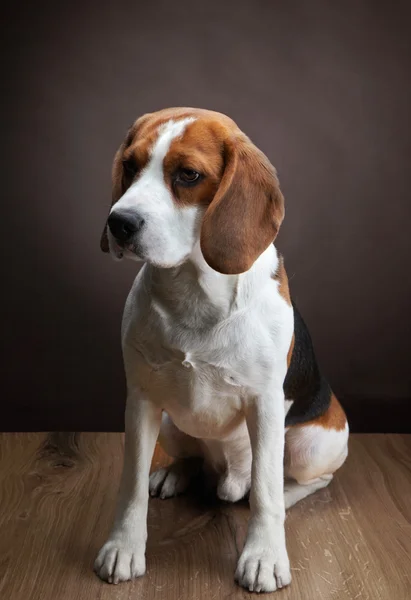 若いビーグル犬の肖像画 — ストック写真
