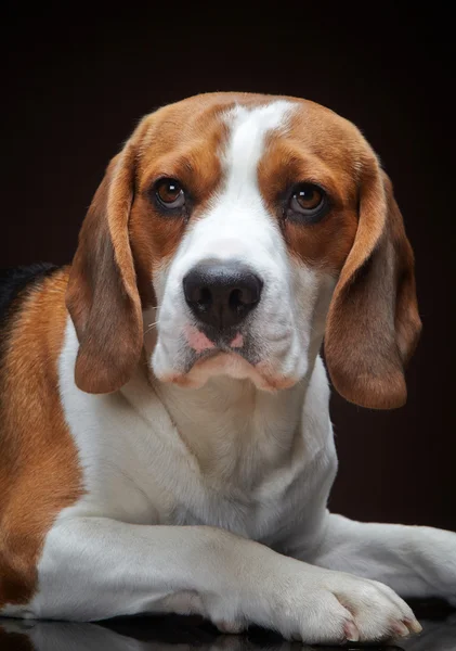 Πορτρέτο των νέων beagle σκυλί — Φωτογραφία Αρχείου