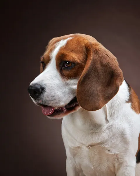 Portrét mladé beagle psa — Stock fotografie