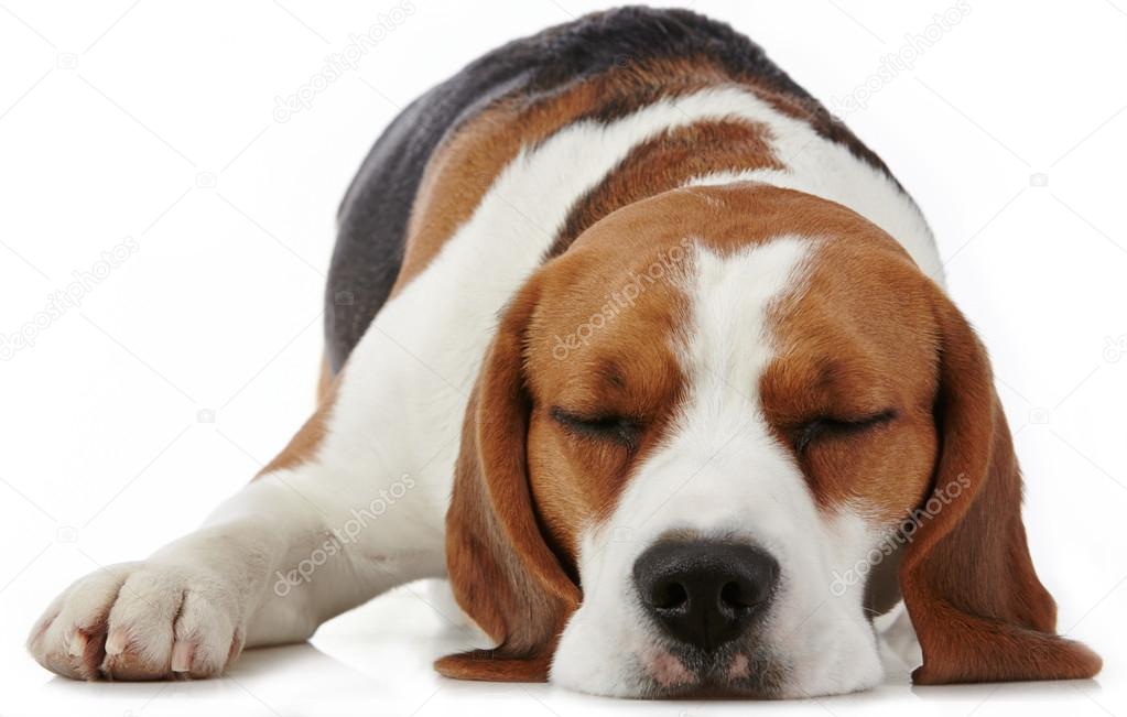 Sleeping beagle cheap