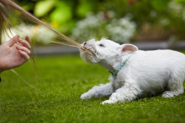 Beyaz minyatür schnauzer köpek yavrusu