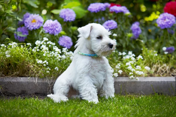 白いミニチュアシュナウザー子犬 — ストック写真