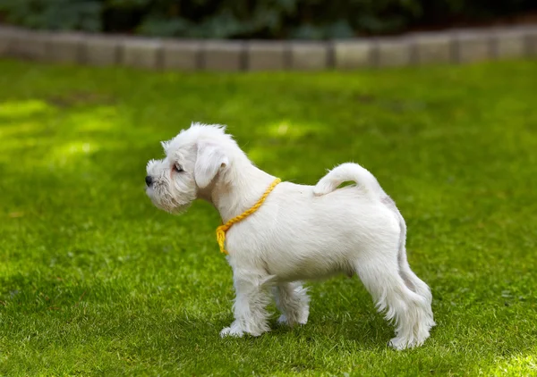 Beyaz minyatür schnauzer köpek yavrusu — Stok fotoğraf