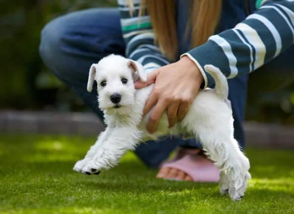 Sznaucer miniaturowy biały szczeniak — Zdjęcie stockowe