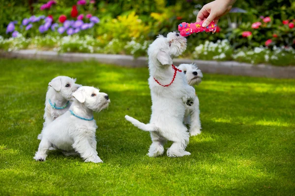 Blanco cachorro schnauzer miniatura — Foto de Stock