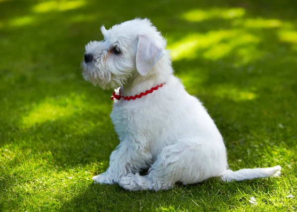 Knírač bílý štěně — Stock fotografie