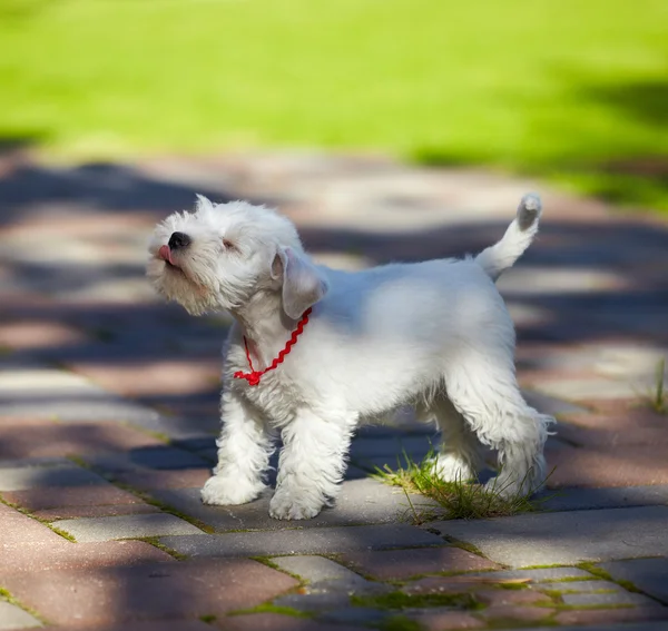 Blanco cachorro schnauzer miniatura — Foto de Stock