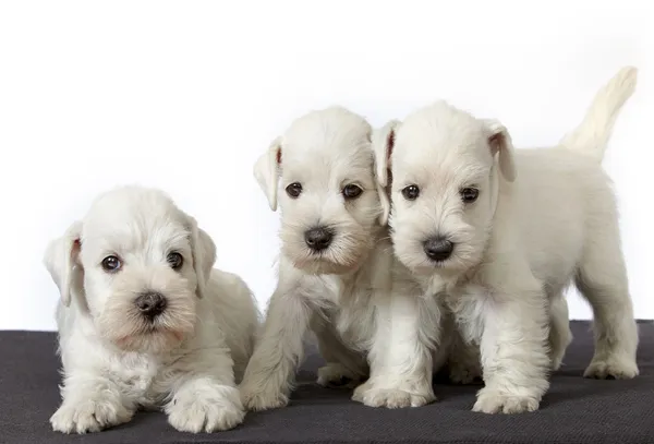 Cachorros schnauzer blanco — Foto de Stock